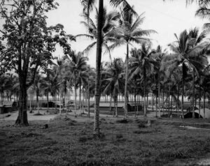Aore historical photo: palm trees and tents in a tropical camp setting.
