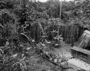 Historical training: bamboo garden with labeled plants and thatched shelter