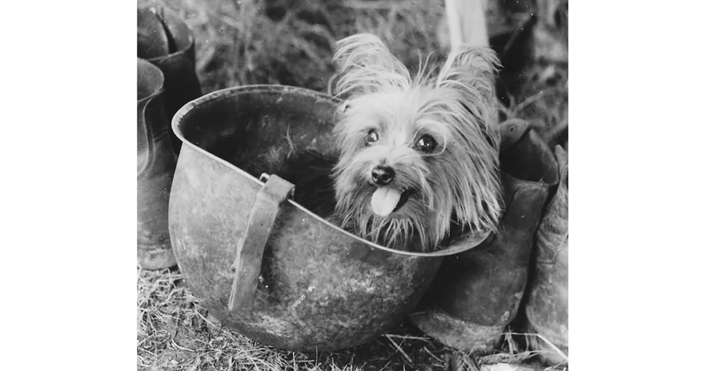 Small terrier dog peeks out of a metal pot, surrounded by boots.